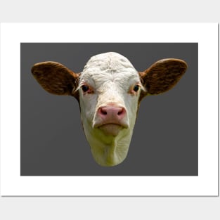 Young calf Posters and Art